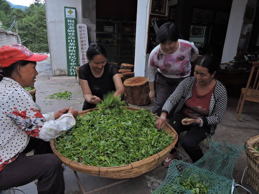 李萍：云南茶俗考察散记（上）