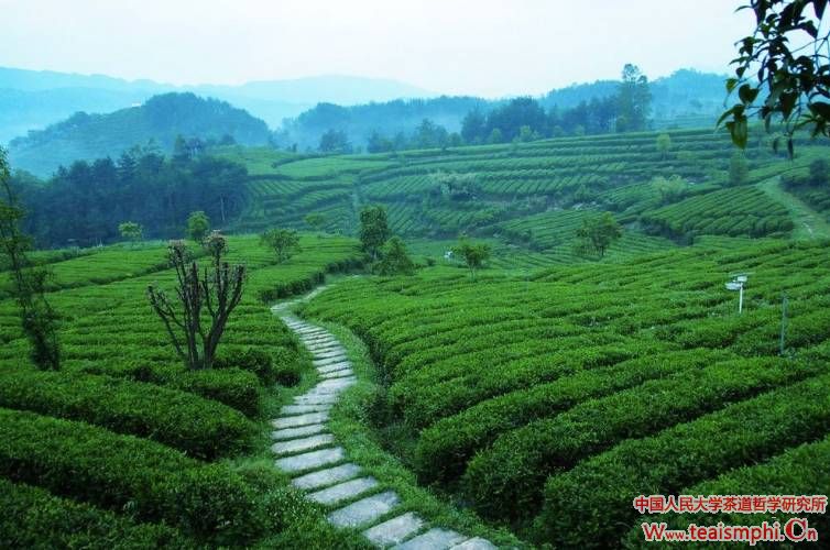 陈忆芳：发掘比较优势，推进云南茶叶产业化发展——以大益集团茶企业为例