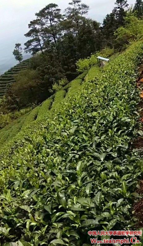 李锡洪：茶土贵酸，烂石砾壤