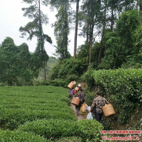 李锡洪：茶地贵合，阳崖阴林