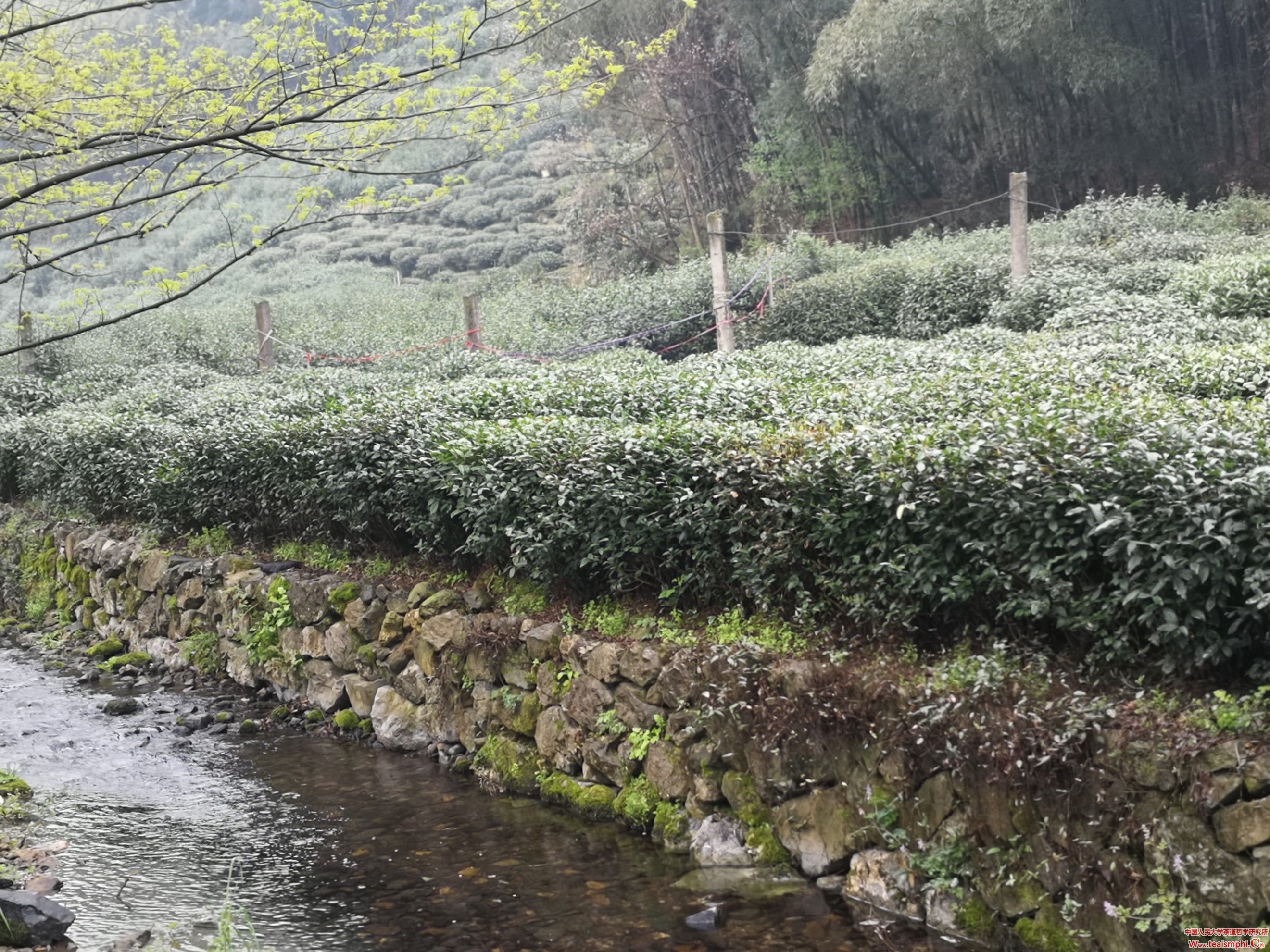 【征文获奖作品】袁斗成：茶馆，心灵放牧地