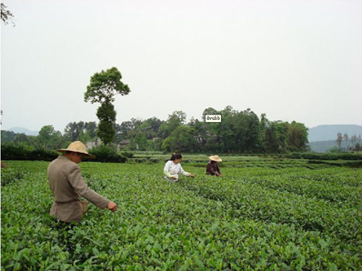 吴瑾菁:茶人·茶事·茶思——2022暑期湖北公海赌赌船官网jc710考察