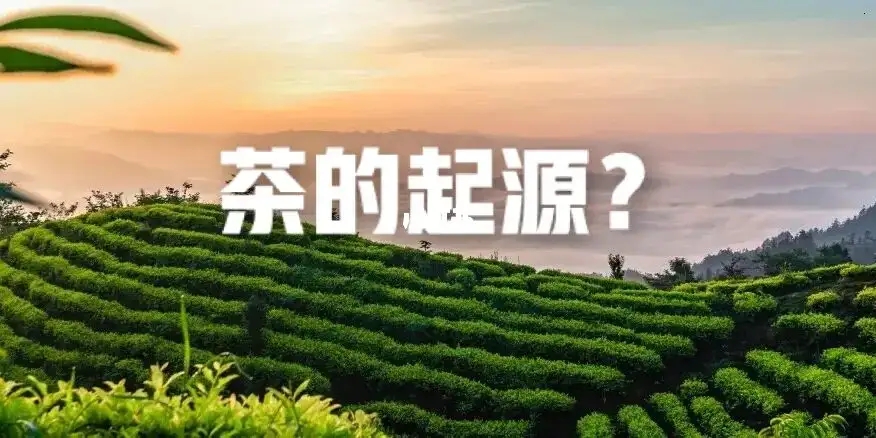 沈冬梅：新考古学视野下的茶叶文明起源研究