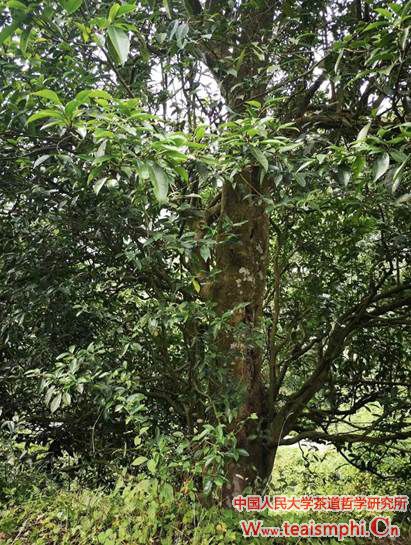 郭相茹：寿宁县茶产业考察心得